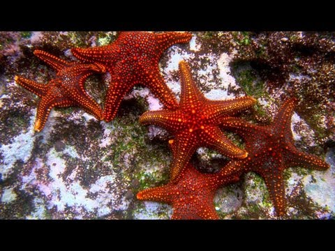 Mission Blue: Protecting the Blue Heart of the Planet with Sylvia Earle