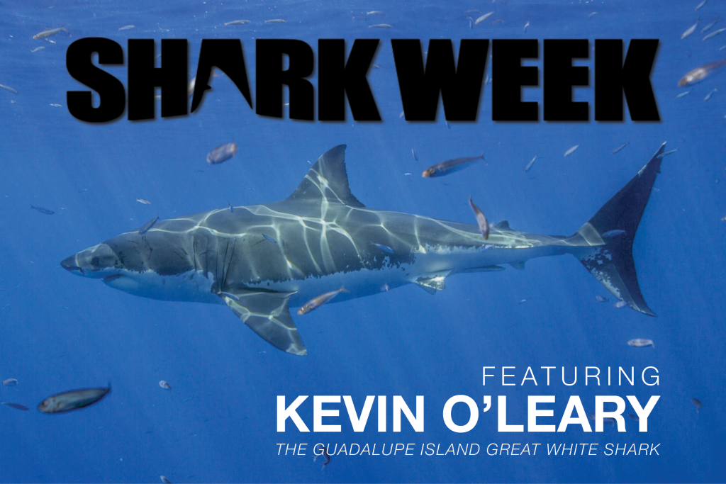 SHARK WEEK SPECIAL—BigSpeak Sponsors and Names Great White Shark, Kevin O’Leary