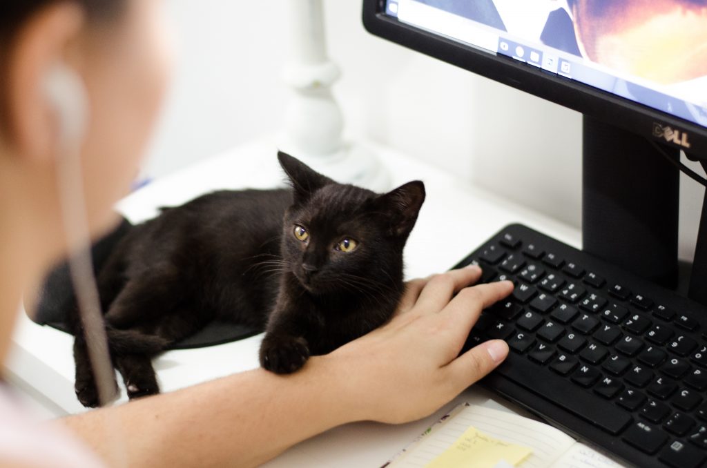 Top Six Virtual Conference Platforms For Your Webinar Planning