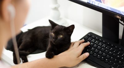 Top Six Virtual Conference Platforms For Your Webinar Planning