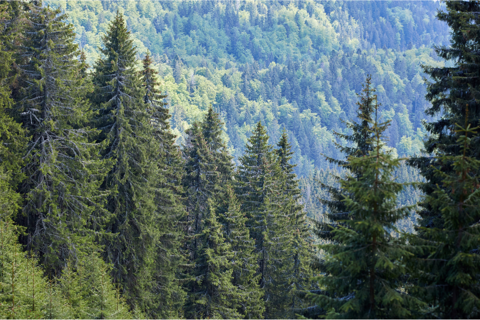 Book a Speaker, Plant a Tree: Celebrating Earth Day with Purpose-Driven Events